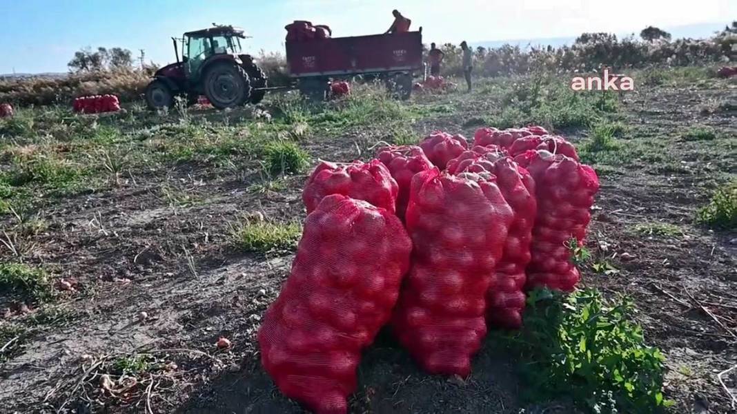 Üreticiye soğan şoku: Tonlarcası depolara kaldırılıyor! Bu kez de fazla üretim başlarına dert oldu 3